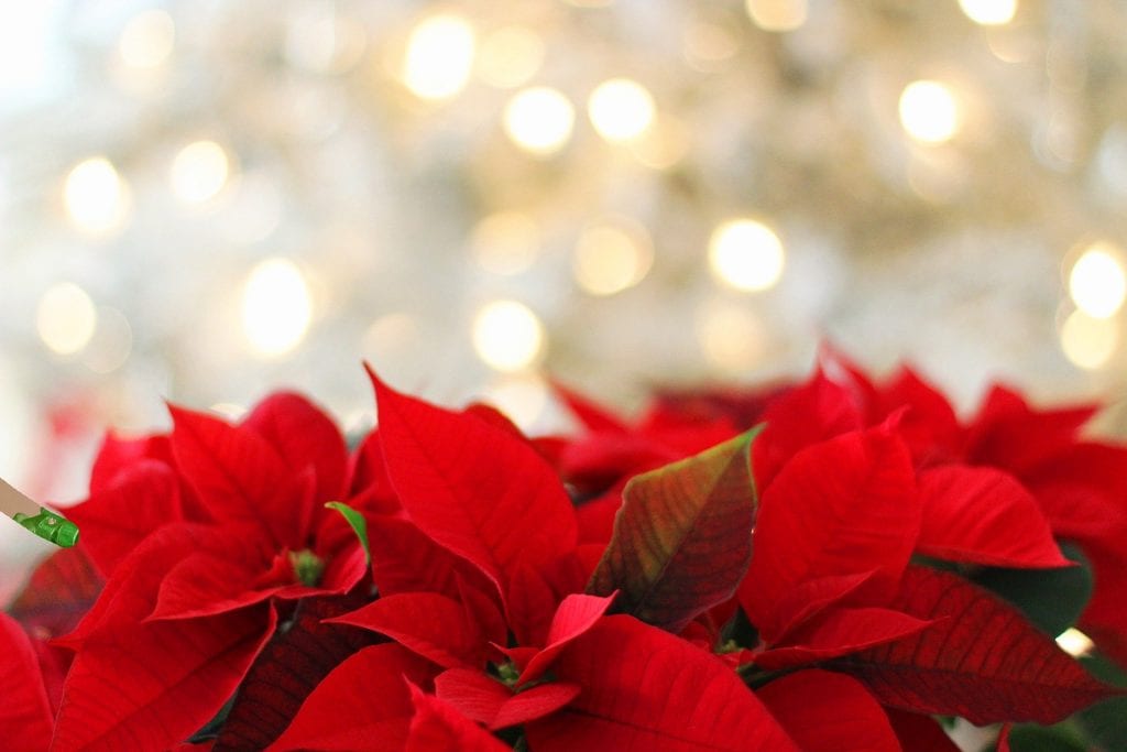 Stelle di Natale per decorare la casa per Natale 