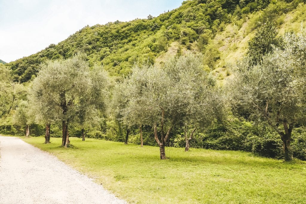 Uliveto a Toscolano Maderno