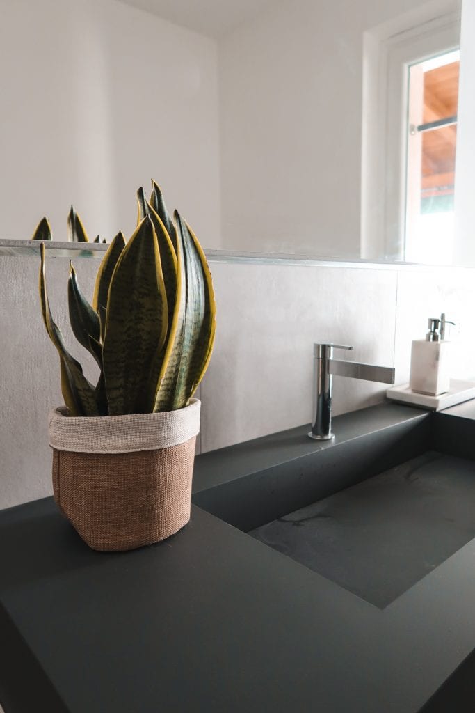 come far crescere sansevieria