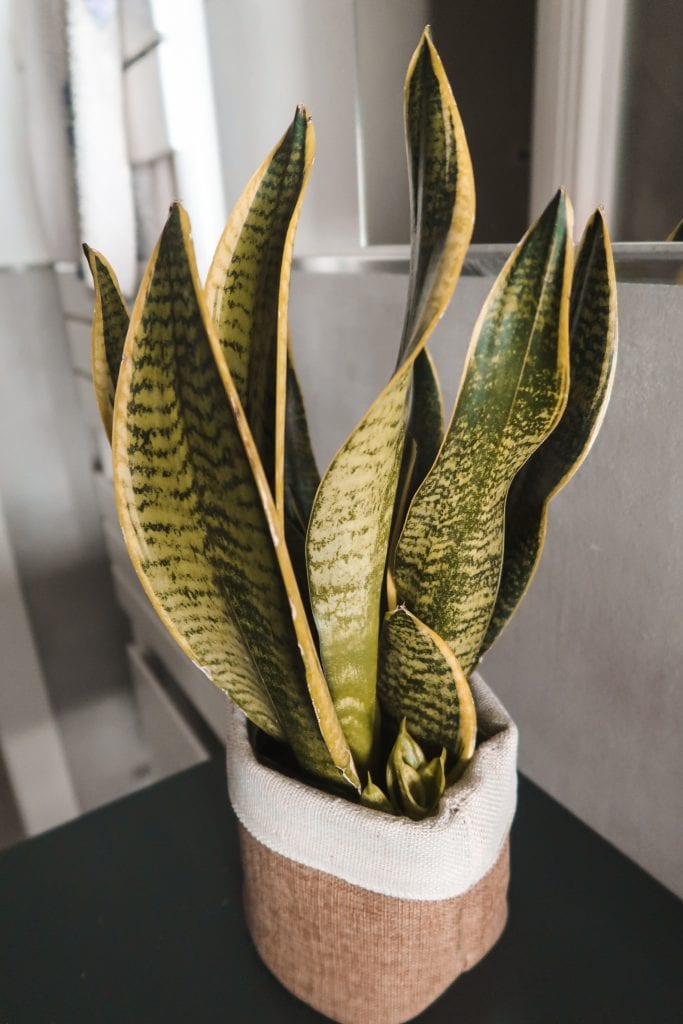 caratteristiche sansevieria pianta appartamento